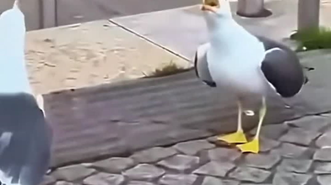 Funny Animals (voiceovers)