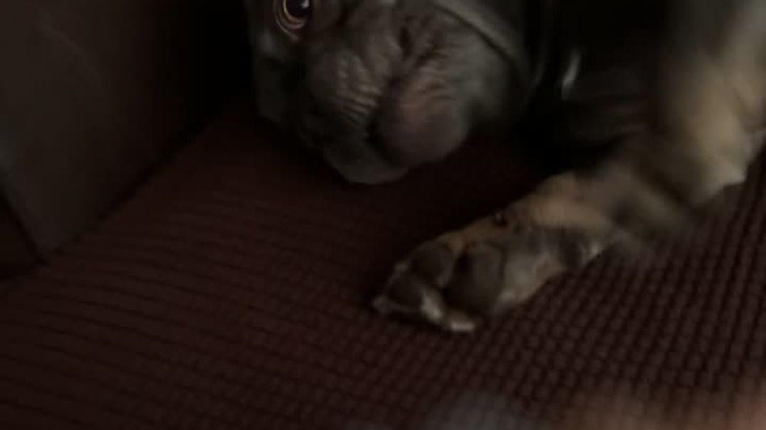 Grumpy Frenchie