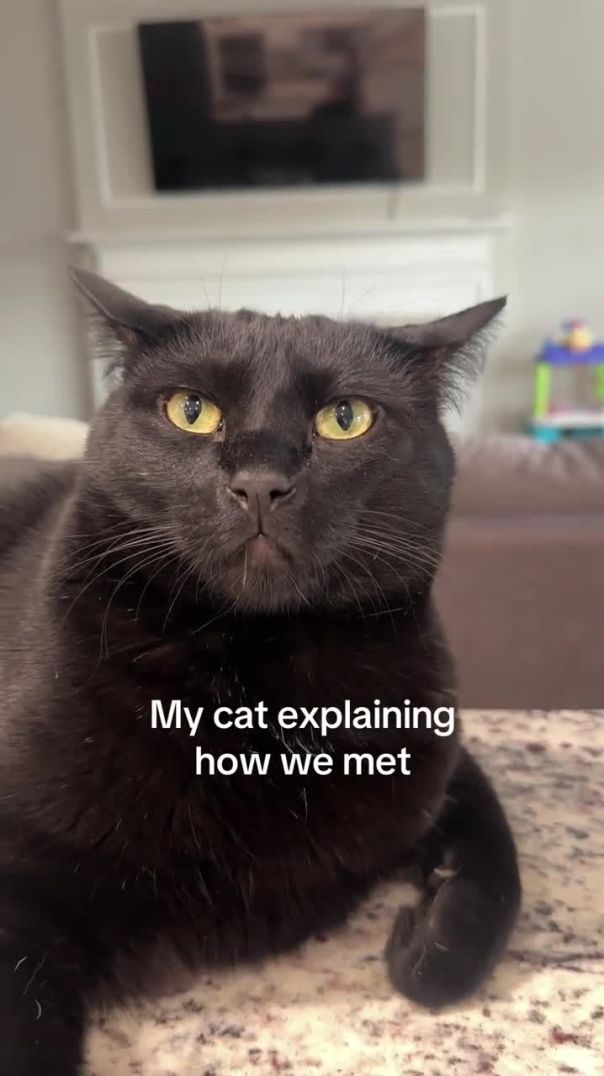 My cats explanation of how we met